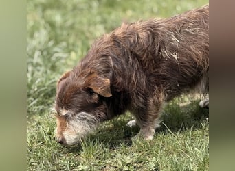 Labubu - sucht seinen Seelen-Mensch