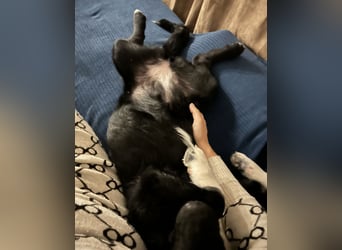 Lola ein Traumhaftes Wesen