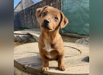 Bina ein freundliches Hundemädchen