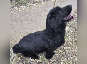 Pajdo ein fröhlicher Hundebub