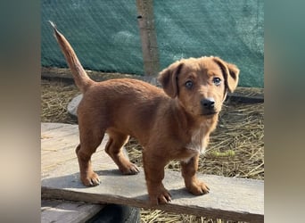 Bina ein freundliches Hundemädchen