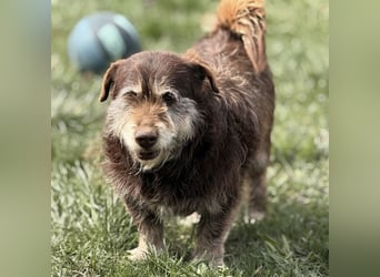 Labubu - sucht seinen Seelen-Mensch