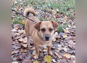 Gilbert ein kleiner freundlicher