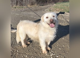 Furby ein kleiner weißer Engel