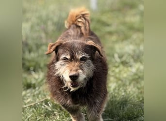 Labubu - sucht seinen Seelen-Mensch