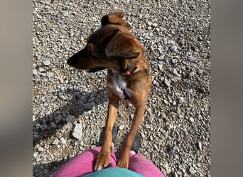 Suncica - Rizza eine sehr liebe Hündin