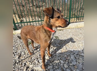 Suncica - Rizza eine sehr liebe Hündin