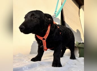 Buli ein Welpe zum Knuddeln