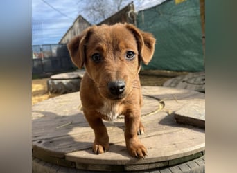 Bina ein freundliches Hundemädchen