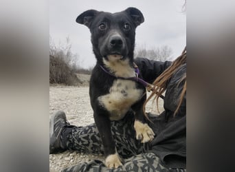 Amelie eine kleine freundliche Hündin