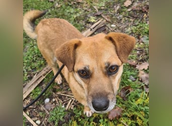 Gilbert ein kleiner freundlicher