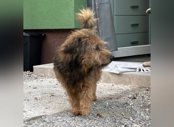 Pepco ein wundervoller Begleiter fürs Leben