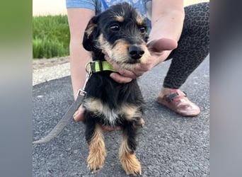 Dolly ein kleines Welpenmädchen