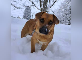 Dunna ein Engel auf vier Pfoten