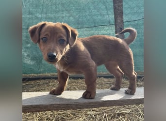 Bina ein freundliches Hundemädchen