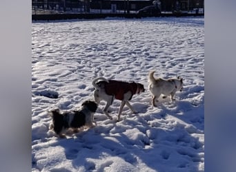 Abella eine verspielte Hündin