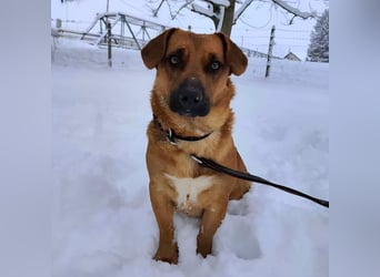 Dunna eine freundliche kleine Hündin