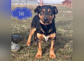 Ivo ein tapferer kleiner Kerl