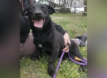 Elowen ein schwarzer Sonnenschein