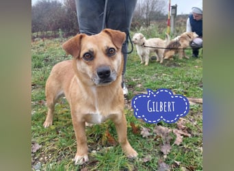 Gilbert ein kleiner freundlicher