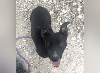 Amelie eine kleine freundliche Hündin