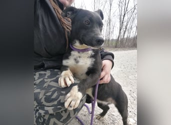 Amelie eine kleine freundliche Hündin