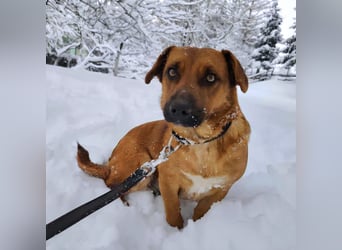 Dunna ein Engel auf vier Pfoten