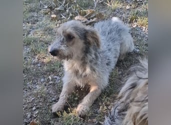 Chilly ein winziger Schatz