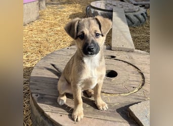 Tin run kleiner freundlicher Zwerg