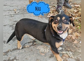Max ein unglücklicher Engel