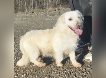 Furby ein kleiner weißer Engel