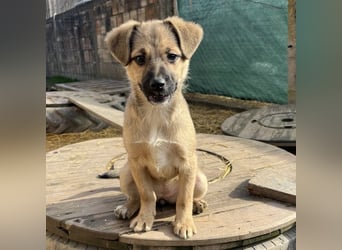 Tin run kleiner freundlicher Zwerg