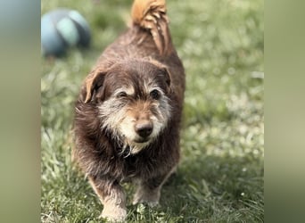 Labubu - sucht seinen Seelen-Mensch