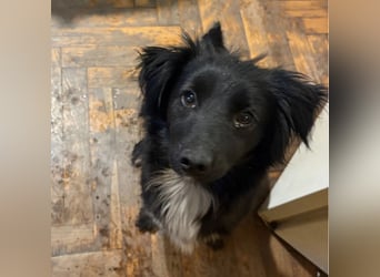 Kiera eine liebevolle winzige Hündin