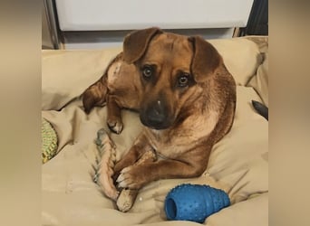 Dunna ein Engel auf vier Pfoten