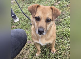 Gilbert ein kleiner freundlicher