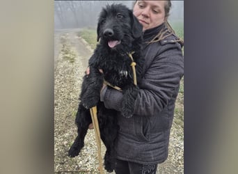 Pajdo ein fröhlicher Hundebub