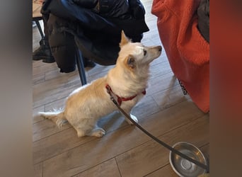 Abella eine verspielte Hündin