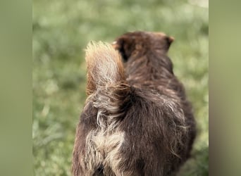 Labubu - sucht seinen Seelen-Mensch