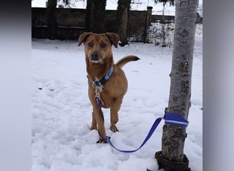 Moon ein super freundlicher Hundebub