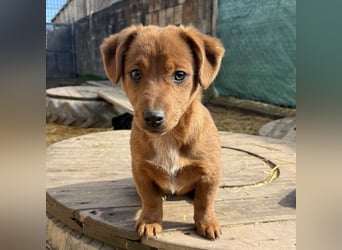 Bina ein freundliches Hundemädchen