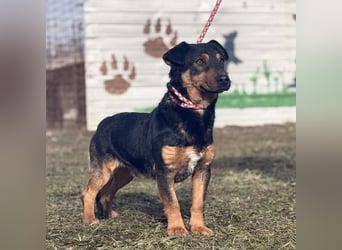 Ivo ein tapferer kleiner Kerl