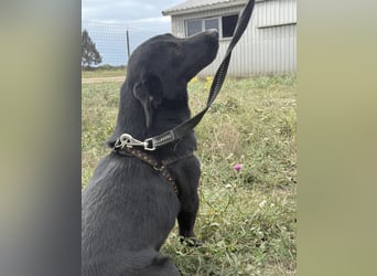 Brut ein kleiner Traumhund Brut ein kleiner Traumhund