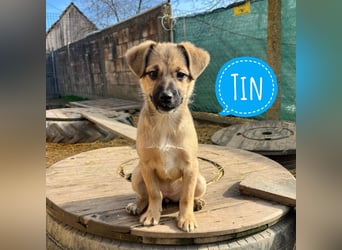 Tin run kleiner freundlicher Zwerg