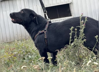 Brut ein kleiner Traumhund Brut ein kleiner Traumhund