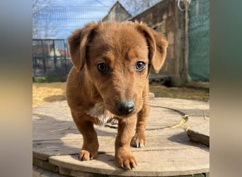 Bina ein freundliches Hundemädchen