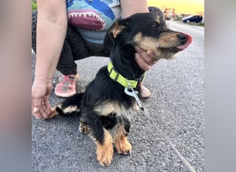 Dolly ein kleines Welpenmädchen