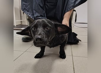 Elowen ein schwarzer Sonnenschein