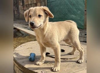 Lin ein verspielter freundlicher