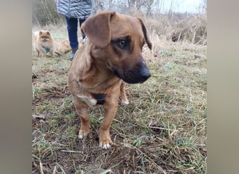 Dunna ein Engel auf vier Pfoten